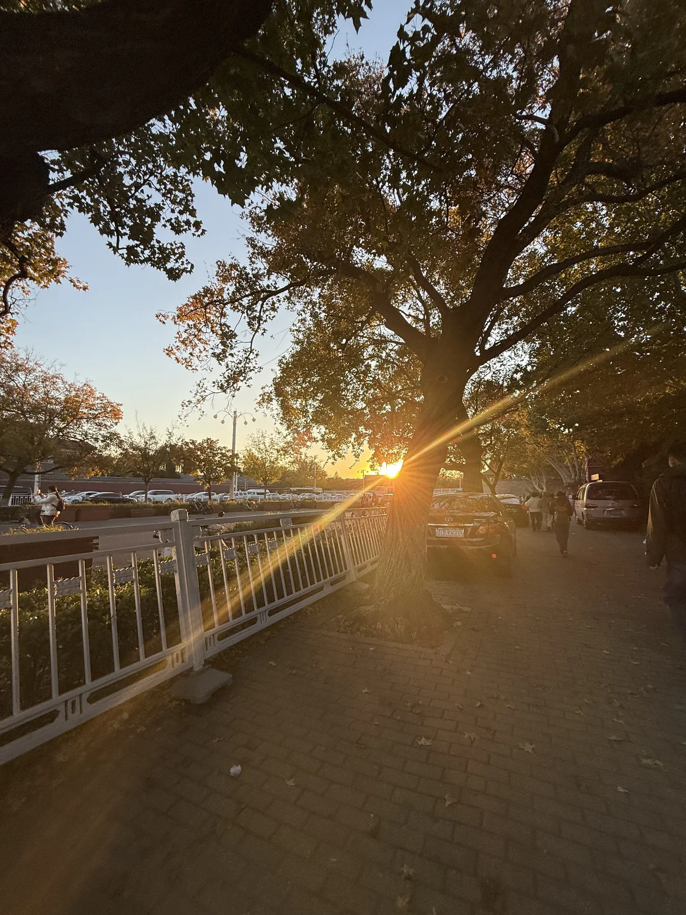 树影与夕阳
